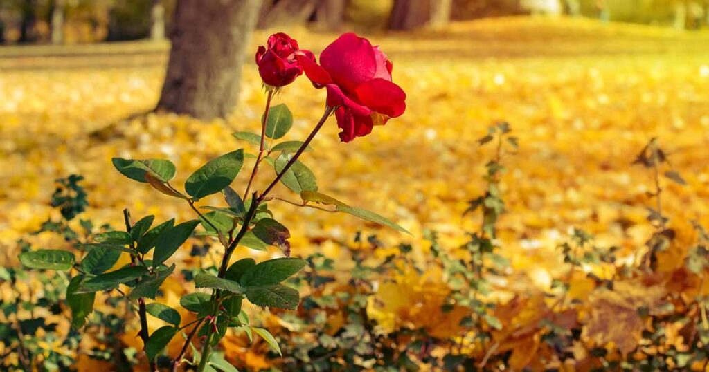 Съвети за засаждане на рози през есента