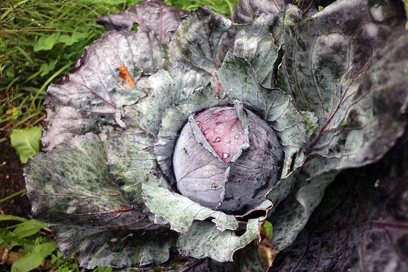 Хоризонтално изображение отблизо на виолетово зеле със стегната развиваща се глава и големи външни листа.