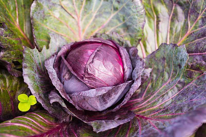 Хоризонтално изображение отблизо на лилава зелева глава, която е готова за прибиране на реколтата.