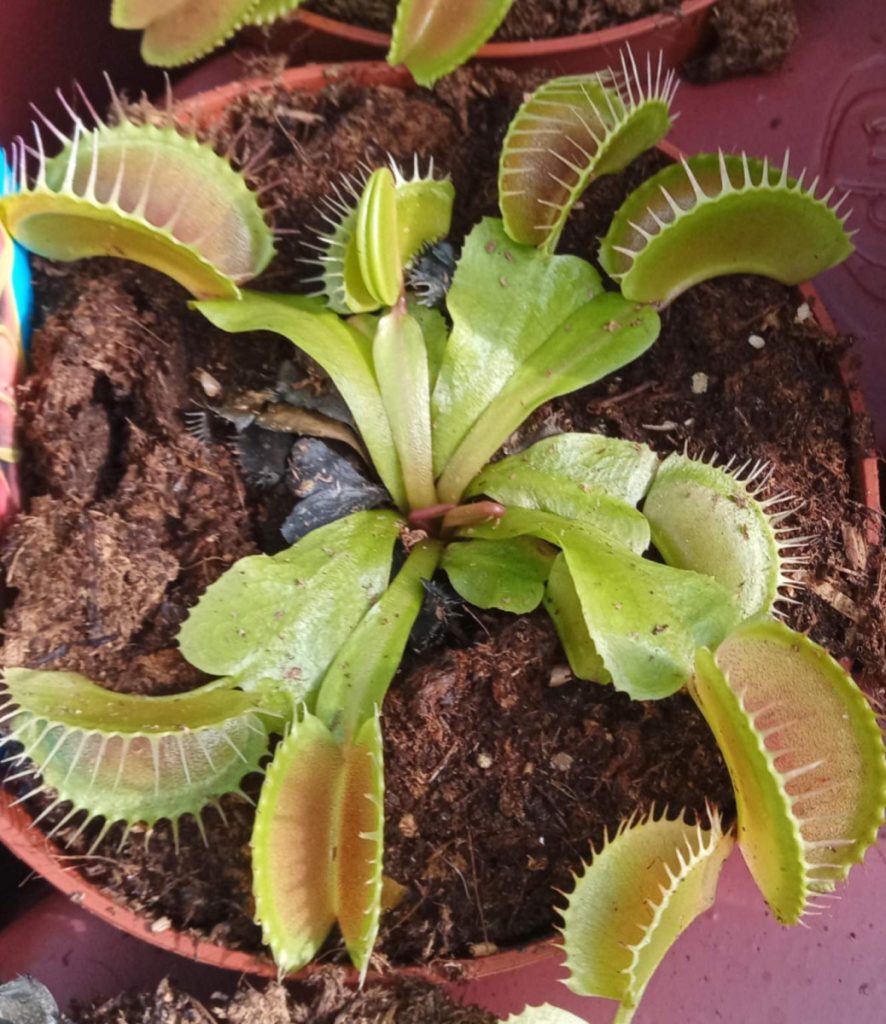 Why is my venus fly trap dying