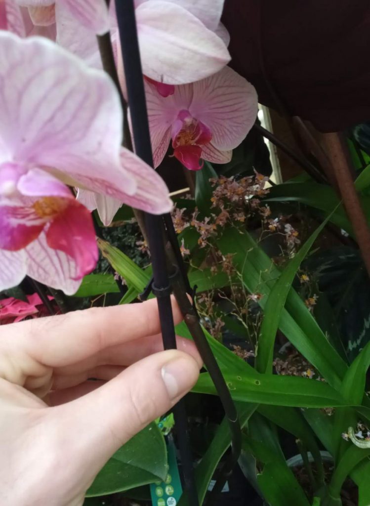 Отрязването на един инч над възела на орхидея фаленопсис може да израсне нова странична издънка от цветния шип, за да се покажат повече цъфтежи.