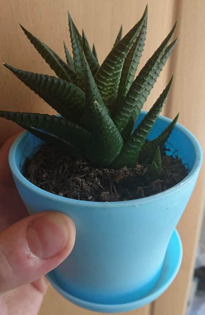 How to keep your aloe plants alive