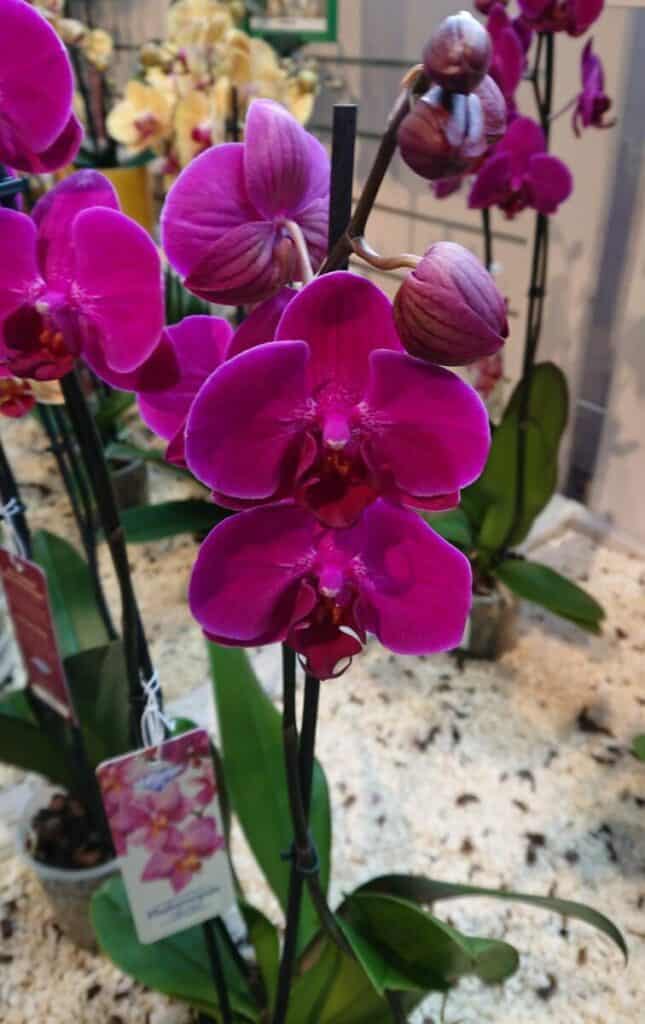 How to rebloom an orchid
